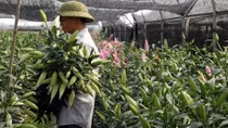 Người trồng hoa ở Mê Linh mất Tết vì thời tiết