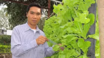 Trồng rau sạch cho vùng ven biển, hải đảo