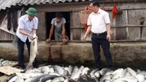 Nhà máy đường Hoà Bình thừa nhận sai sót và đền bù cho người nuôi cá
