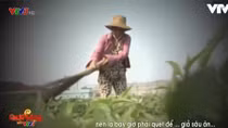 VTV đình chỉ phóng viên thực hiện clip “dùng chổi quét rau” và xin lỗi người dân xã Vĩnh Thành 
