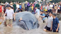 Hàng trăm người cứu cá voi khổng lồ dạt vào bờ biển