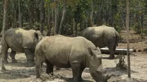 Khám phá Vinpearl Safari Phú Quốc