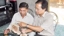 Cần có một nghiên cứu khoa học về nấm lim xanh