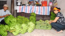 Phục thiện từ những buồng chuối