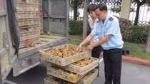 Phát hiện 16.200 gia cầm nhập lậu
