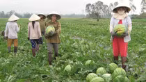 Xuất khẩu dưa hấu gặp nhiều khó khăn 