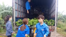 Hơn 130 tấn chuối tại Vĩnh Phúc đã được “giải cứu” 