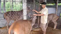 Người cựu chiến binh vượt khó làm giàu