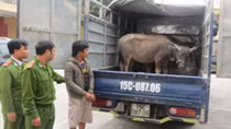 Phá băng nhóm chuyên lái ôtô tải trộm trâu, bò
