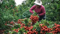 “Đồng hành online - bán vải Bắc Giang”