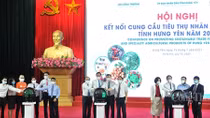 Đẩy mạnh tiêu thụ nhãn và nông sản Hưng Yên