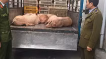 Ngăn chặn nửa tấn lợn nhiễm dịch đang trên đường đi tiêu thụ