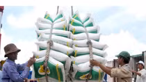 Đăng ký tờ khai hải quan xuất khẩu các lô hàng gạo nếp từ 0h ngày 23/4