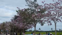 Vẻ đẹp hút hồn và lãng mạn của đường hoa kèn hồng 