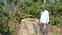 Đề nghị xử lý kỷ luật hành vi phá rừng theo phản ánh của Báo CAND