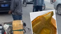 Giao Thảo Cầm Viên chăm sóc một hổ mang chúa nặng 20 kg 