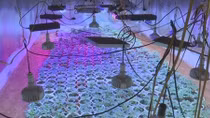 Đầu tư hệ thống đèn LED trồng cần sa trong phố núi