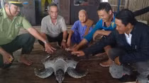 Thả rùa biển nặng 60 kg về tự nhiên	