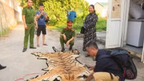 Giải cứu con hổ 2,5 tạ trước giờ vào lò nấu cao