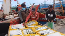 Tàu thuyền đầy ắp "lộc biển” nhộn nhịp cập cảng cá lớn nhất miền Trung ngày cận Tết