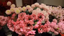 Chiêm ngưỡng 50 loài hoa đẹp nhất của Nhật Bản đến Hà Nội