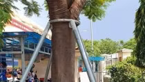 Không thể đổ lỗi cho cây xanh