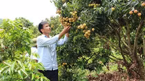 Mùa vải bão dông