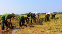 Công an Thừa Thiên-Huế giúp dân thu hoạch lúa sau mưa lớn