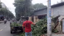 Đang đi đường, bị cây phượng 40 tuổi đè trúng người