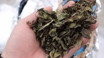 Gần 190kg lá khô nghi lá Khat “bay” vào Việt Nam?