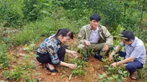 Ba kích – Tiềm năng thương mại hoá rất phong phú (bài 4)