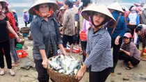Ngư dân gặp khó khăn khi tàu giã cào “càn quét” biển gần bờ