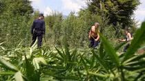 Albania, trung tâm cần sa của châu Âu