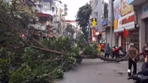 Cây cổ thụ bật gốc đổ ra đường Thuỵ Khuê, 1 người bị thương 