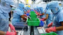 Bác thông tin cá rô phi nuôi bằng thuốc trừ sâu