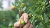 Hàng nghìn cây quất bị héo lá, rụng trái sau đợt mưa lũ
