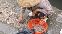 Những phận đời mưu sinh nơi cửa biển