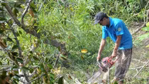 Lo ngại “biến mất” một loại trái ngon đặc sản nổi tiếng của miền Tây