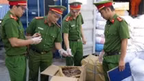 Hàng tạ vảy tê tê núp trong container chứa nụ hoa hồng khô