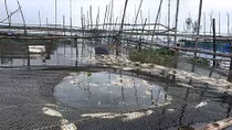 Gần 40 tấn cá nuôi lồng trên sông Đại Giang bị chết