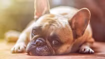 Công nghệ giúp nói chuyện với thú cưng