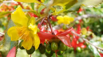 Mai tứ quý