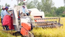 Nông dân ĐBSCL trồng lúa lãi trên 30 triệu đồng/ha
