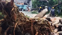 Hiểm họa từ cây xanh trong phố