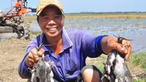 Nhẩn nha mấy chuyện con chuột