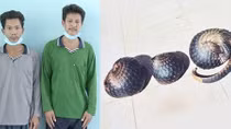 Dắt chó vào rừng săn tê tê