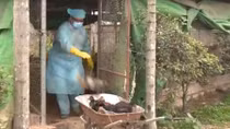 Hải Phòng xuất hiện ổ dịch cúm A/H5N6 trên gia cầm