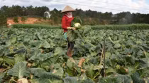Nông dân Đà Lạt “chết đứng” vì rau bán không ai mua