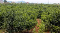 Đi trộm tài sản bị đâm chết