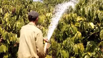 Nhiều chủ vườn lao đao vì cà phê mất mùa, rớt giá